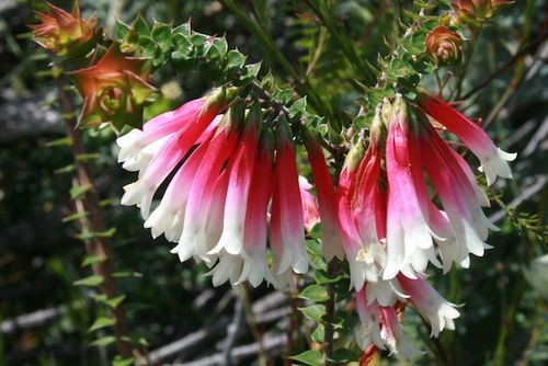 FIORI AUSTRALIANI